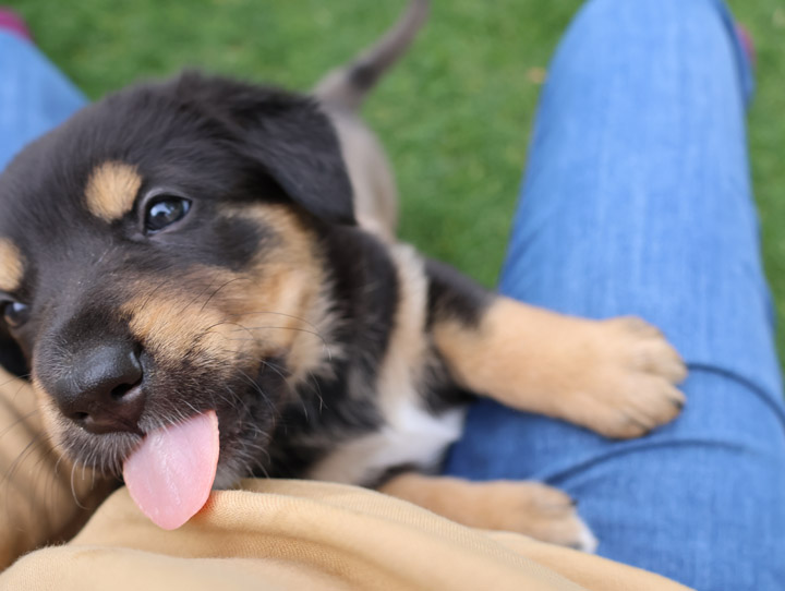 chinook dog
